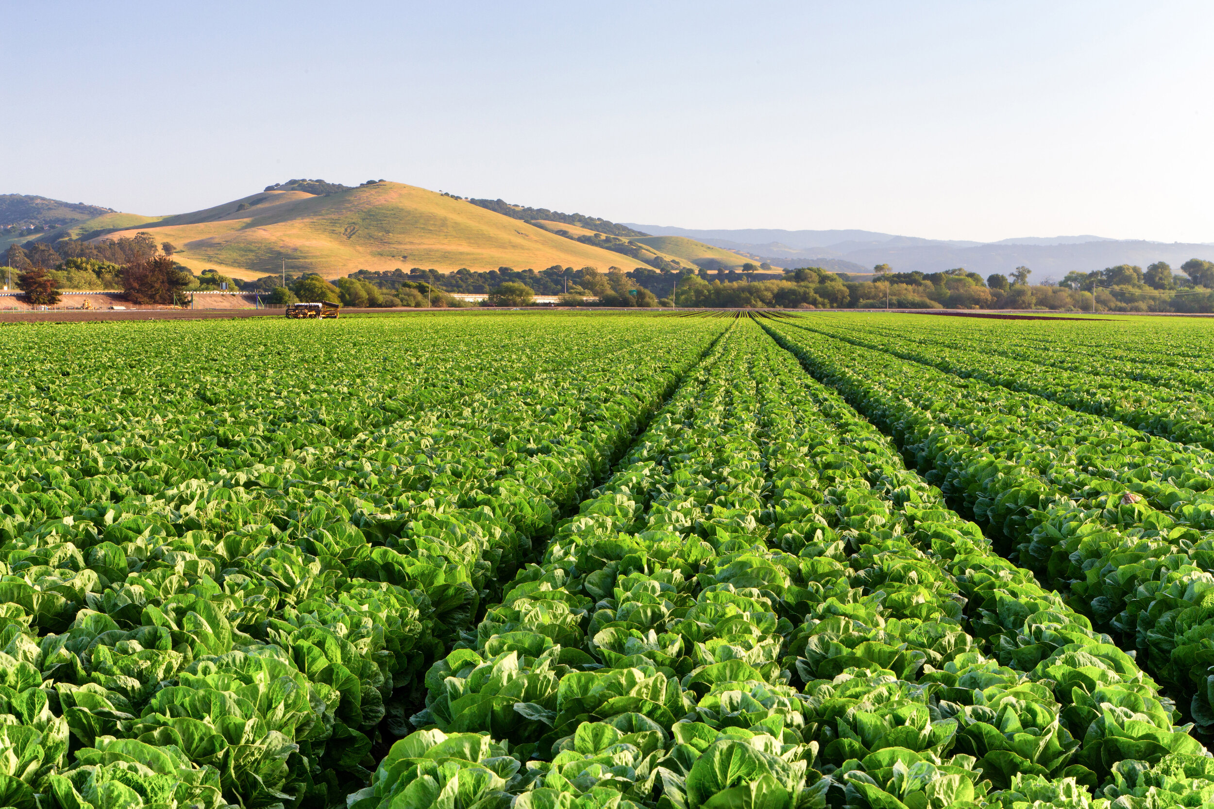 Why the Ace Planter is the Go-To Precision Lettuce Seed Planter for Coated and Pelleted Seeds